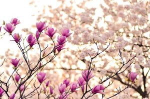 kwiaty wiśni - Japonia